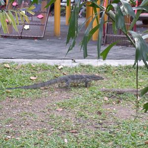 Water monitor lizard
