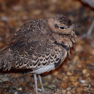 Two Banded Courser