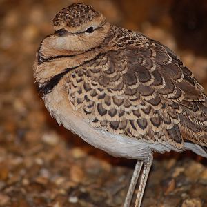 Two Banded Courser