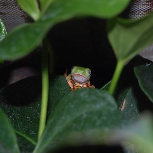 Tiger Legged Leaf Frog
