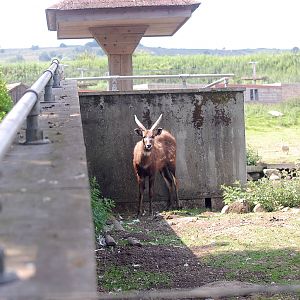 Sitatunga