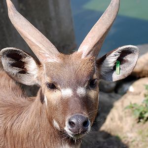 Sitatunga