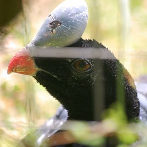 Horned Currasow