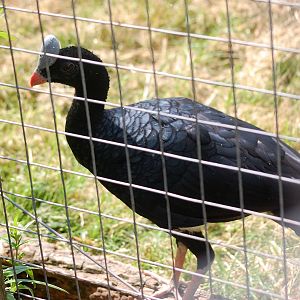 Horned Currasow