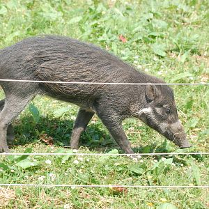 Warty Pig