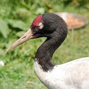 Black Necked Crane