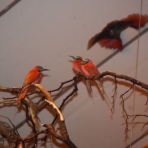 Carmine Bee Eaters