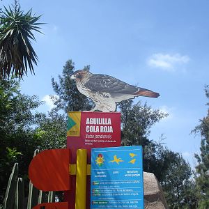 Red Tailed Hawk sign