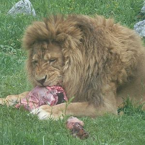 Muki, the male lion eating a camerun pigmy goat
