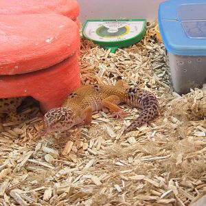 Leopard gecko at Auchingarrich Wildlife Centre, 20 May 2010