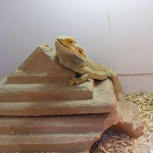 Bearded dragon at Auchingarrich Wildlife Centre, 20 May 2010