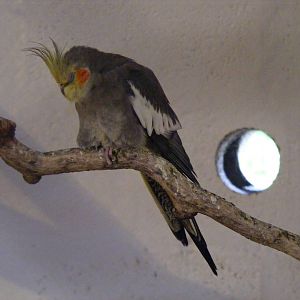 Cockatiel at Auchingarrich Wildlife Centre, 20 May 2010