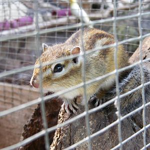 Chipmunk at Auchingarrich Wildlife Centre, 20 May 2010