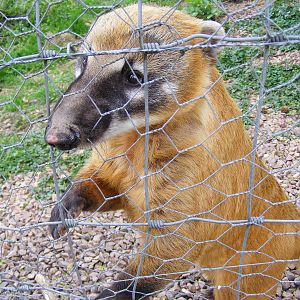 Coatimundi at Auchingarrich Wildlife Centre, 20 May 2010