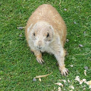 Prairie dog at Auchingarrich Wildlife Centre, 20 May 2010
