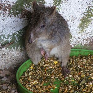 Potoroo at Auchingarrich Wildlife Centre, 20 May 2010