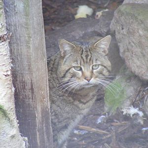 Scottish wildcat at Auchingarrich Wildlife Centre, 20 May 2010