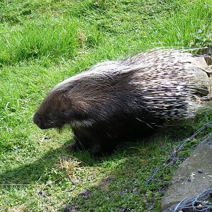 Crested porcupine at Auchingarrich Wildlife Centre, 20 May 2010
