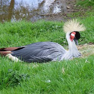 Grey crowned crane at Auchingarrich Wildlife Centre, 20 May 2010