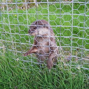 Asian short-clawed otter at Auchingarrich Wildlife Centre, 20 May 2010