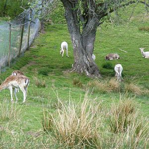 Fallow deer at Auchingarrich Wildlife Centre, 20 May 2010