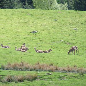 Red deer at Auchingarrich Wildlife Centre, 20 May 2010