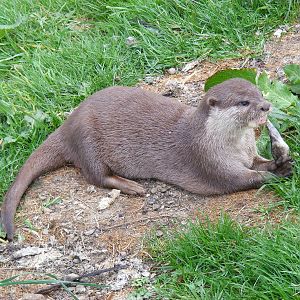 Asian short-clawed otter at Auchingarrich Wildlife Centre, 20 May 2010