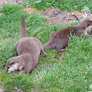 Asian short-clawed otters at Auchingarrich Wildlife Centre, 20 May 2010
