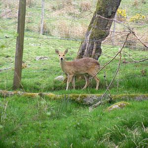 Chinese water deer at Auchingarrich Wildlife Centre, 20 May 2010