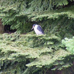 Night heron at Auchingarrich Wildlife Centre, 20 May 2010