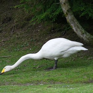 Whooper swan at Auchingarrich Wildlife Centre, 20 May 2010