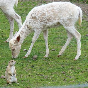 Fallow deer and prairie dog at Auchingarrich Wildlife Centre, 20 May 2010