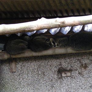 Raccoons in gutter at Auchingarrich Wildlife Centre, 20 May 2010