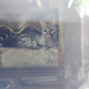 European genet in gutter at Auchingarrich Wildlife Centre, 20 May 2010