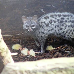 European genet at Auchingarrich Wildlife Centre, 20 May 2010