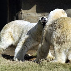 Polarbears at Hannovers Yukon Bay.