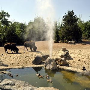 Bisonenclosure at Hannovers Yukon Bay.