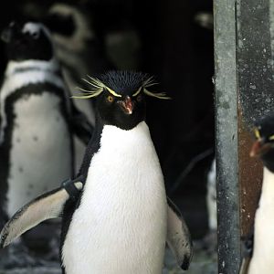 Penguins at Hannovers Yukon Bay.