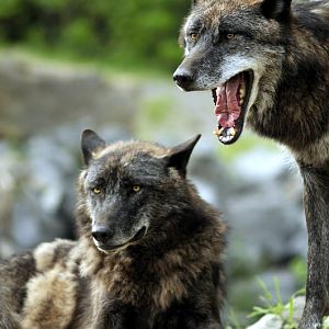 Wolfes at Hannovers Yukon Bay.