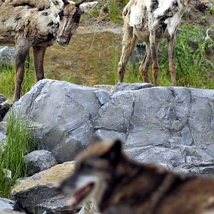 Caribous and wolf at Hannovers Yukon Bay.