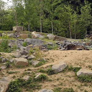 Wolfcreek at Hannovers Yukon Bay.