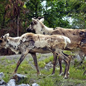 Caribou sat Hannovers Yukon Bay.