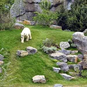 Big polarbear enclosure at Hannovers Yukon Bay.