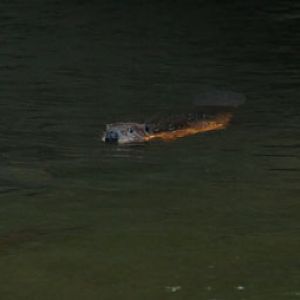 summer Saturday nights