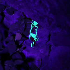 summer Saturday nights