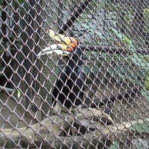 Hornbill Enclosure