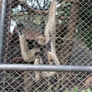 Gibbons Enclosure