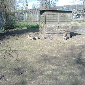 axe valley bird and animal park