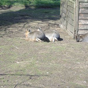 axe valley bird and animal park