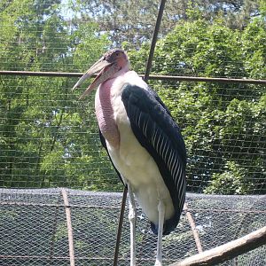 Marabou stork